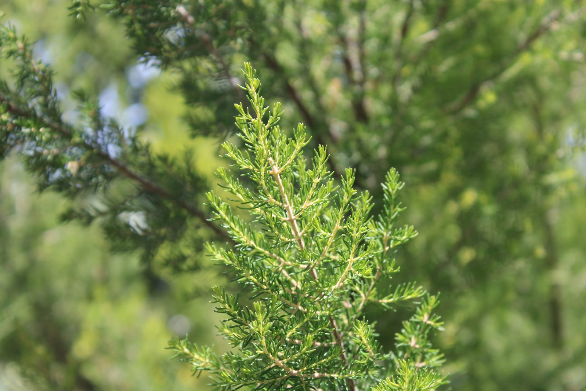 BREZO. Erica canariensis